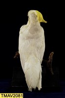 葵花鳳頭鸚鵡藏品圖，第10張